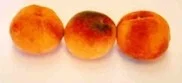Three peaches described as sprayed with anolyte after storage