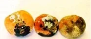 Three visibly spoiled peaches described as untreated after storage