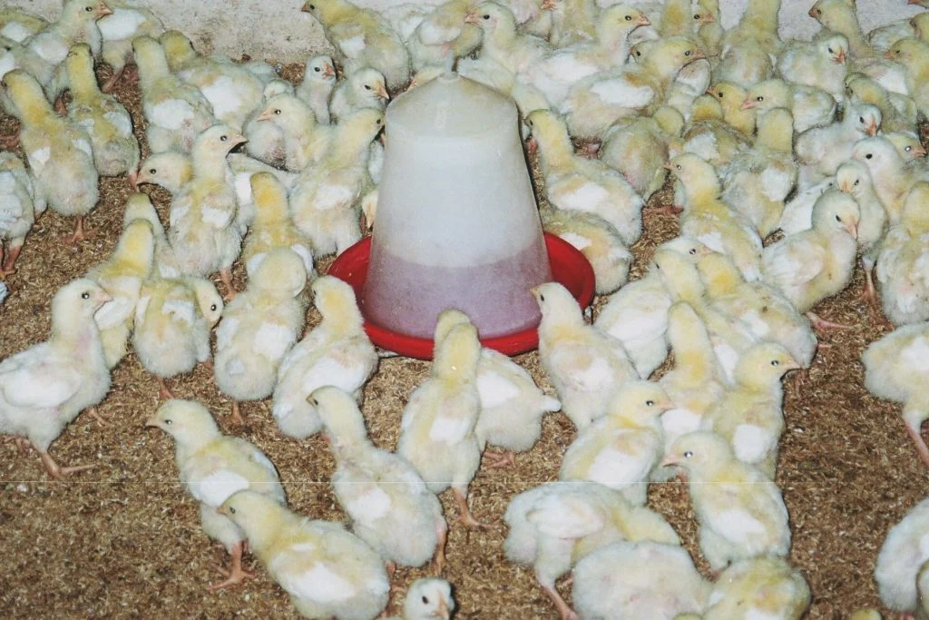 Broiler chicks gathered around a poultry drinking-water feeder in a poultry house