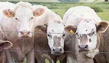 Cattle at a livestock farm representing animal drinking-water and housing-hygiene applications