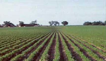 Agricultural crop field representing irrigation-water and horticultural hygiene applications
