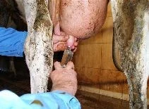 Manual teat or udder hygiene procedure