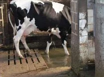 Dairy cow in a milking or farm hygiene area with a washable floor