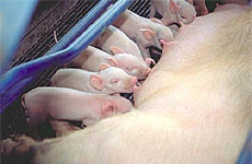 Piglets nursing from a sow in a farrowing area