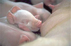 Young piglet resting beside a sow