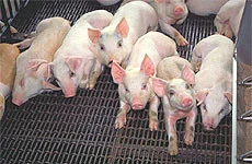 Group of young pigs standing on a slatted floor in a pig housing unit