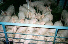 Group of pigs in an indoor production pen