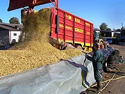 Worker spraying chopped forage as it is unloaded from an agricultural trailer