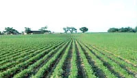 Rows of green forage crops growing in an agricultural field