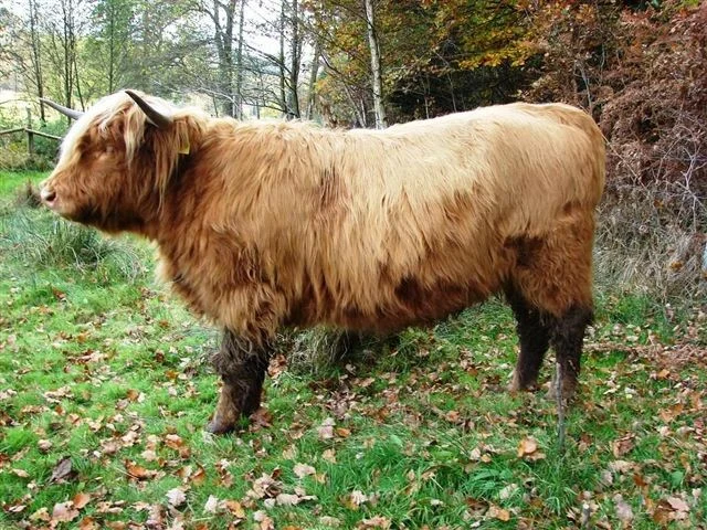 Side view of a Highland cow standing outdoors