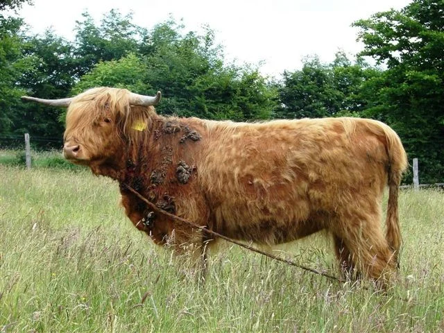 Highland cow standing in a field with several visible skin lesions