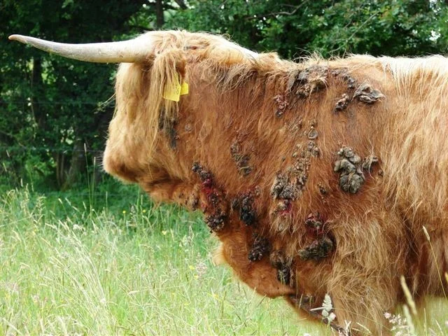 Highland cow with multiple visible raised and crusted skin lesions on its side