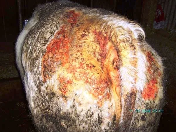 Rear and flank of a light-coloured cow with extensive visible areas of skin irritation and hair loss