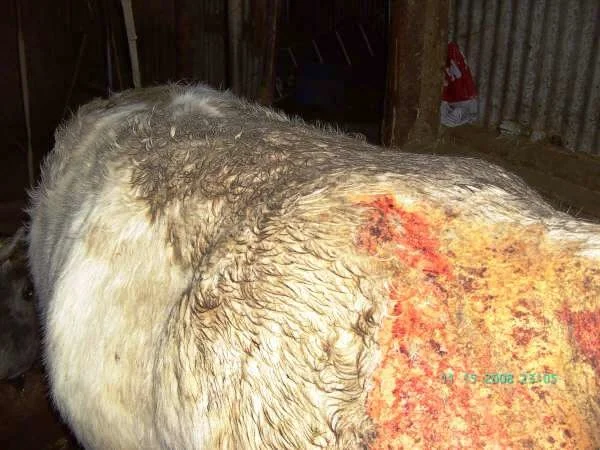 Side of a light-coloured cow with visible skin irritation, hair loss and reddened areas