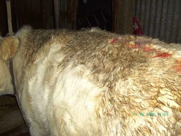 Side view of a light-coloured cow showing a large area of visible skin irritation