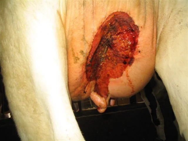 Close-up of an open lesion on the udder of a dairy cow