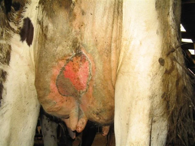 Udder area of a dairy cow with a visible circular skin lesion