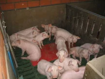 Piglets in an indoor pen representing pig-farm water and surface-hygiene requirements