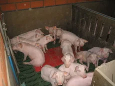 Piglets in a nursery pen with feeding and drinking equipment