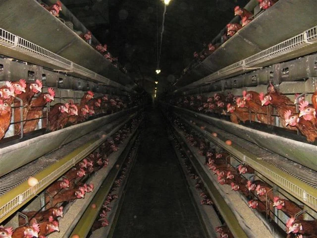 Layer poultry housing with drinking lines and production equipment requiring controlled hygiene procedures