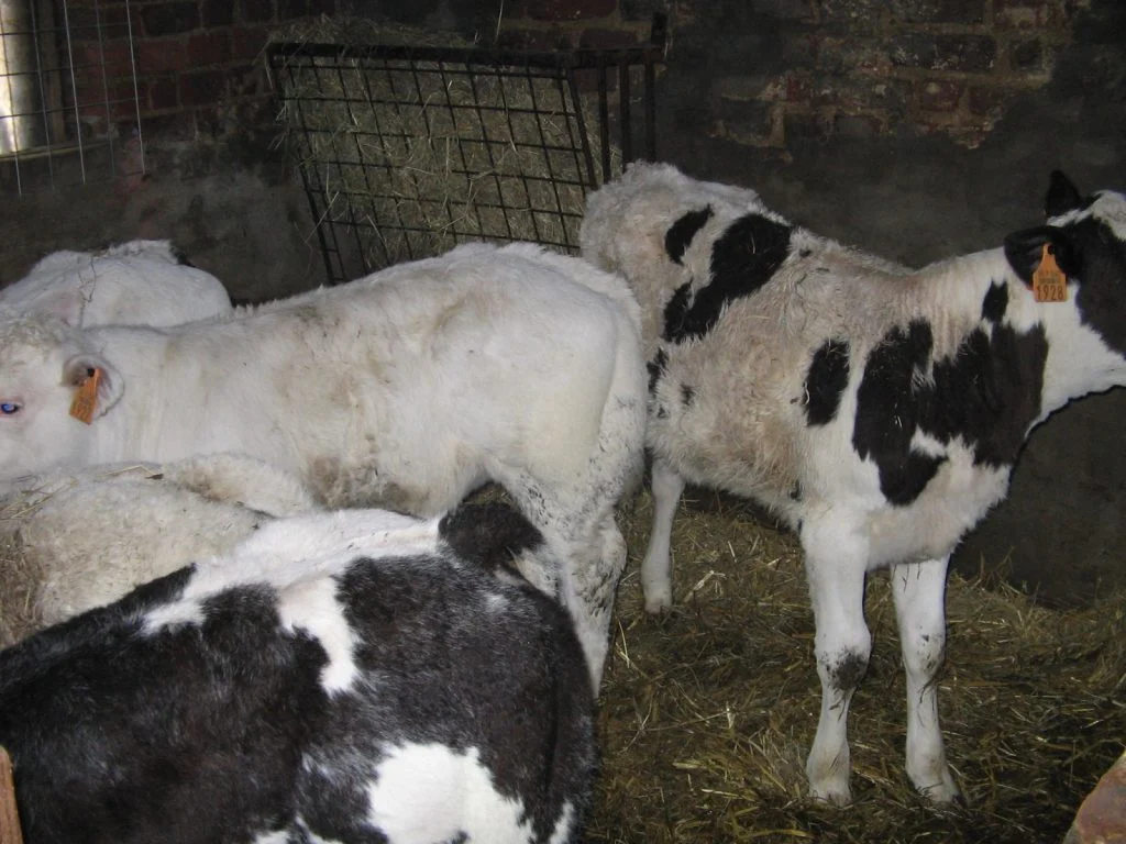 Young dairy calves housed in a barn requiring drinking-water and environmental hygiene management