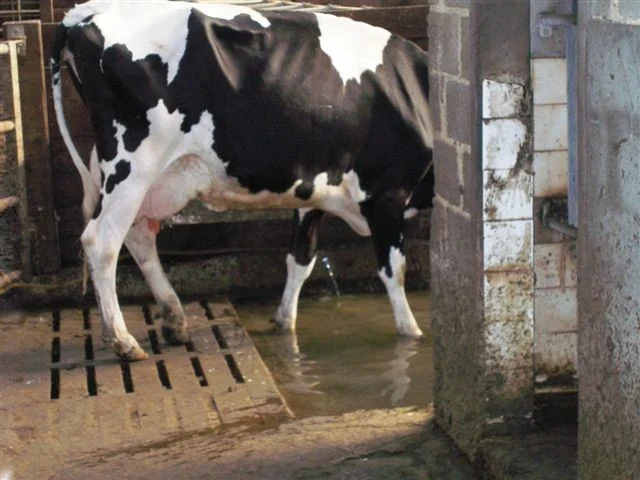 Dairy cow standing in a wet concrete passage associated with a livestock hoof-bath setup