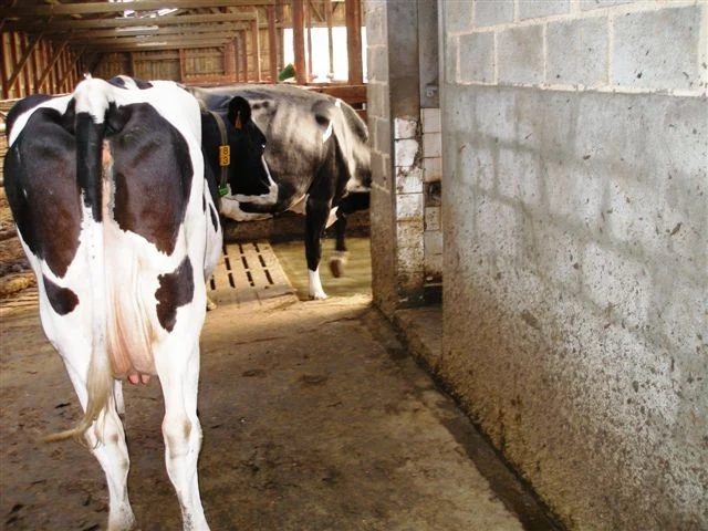 Dairy cattle moving through a concrete livestock passage near a hoof-bath area