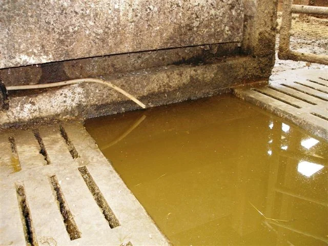 Livestock hoof-bath area containing liquid with a supply hose beside the passage